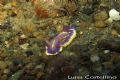 Chromodoris britoi